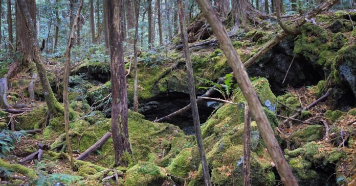 Bosque Aokigahara: Exploradores urbanos graban posible fantasma en el "mar de árboles azules"
