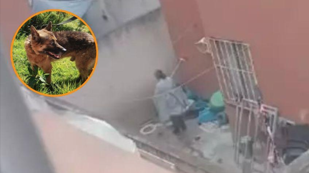 Captan a mujer golpeando a perrito en Pachuca: Indignación y rescate