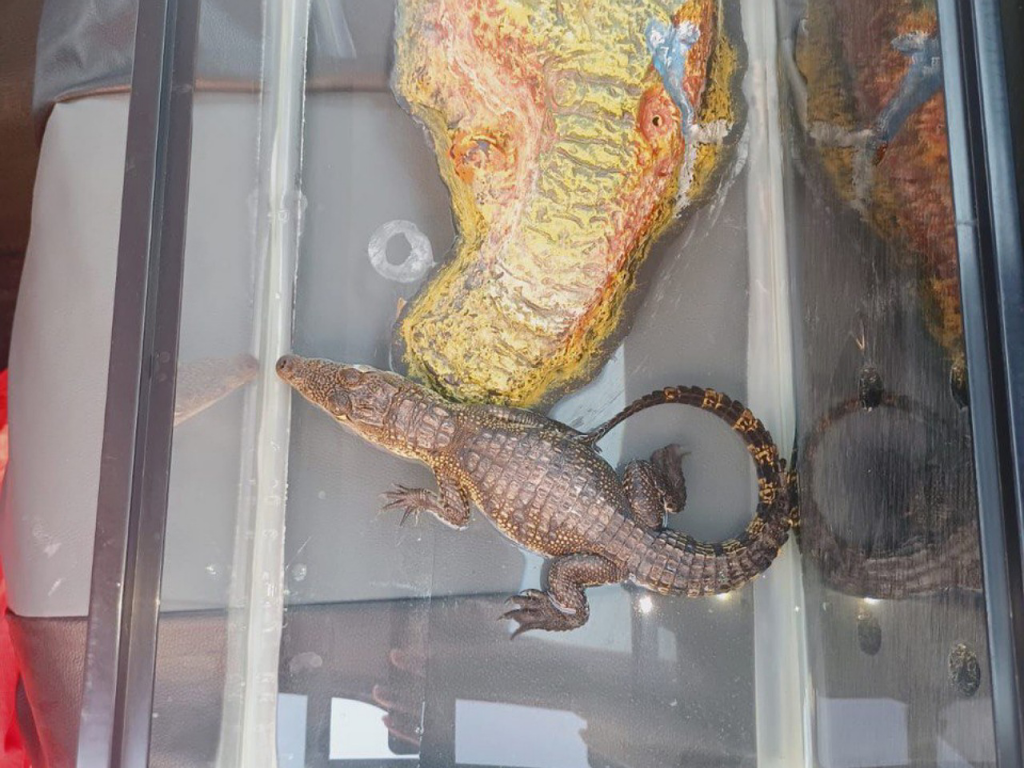 Detenido en Nuevo León por venta ilegal de cocodrilo moreletii