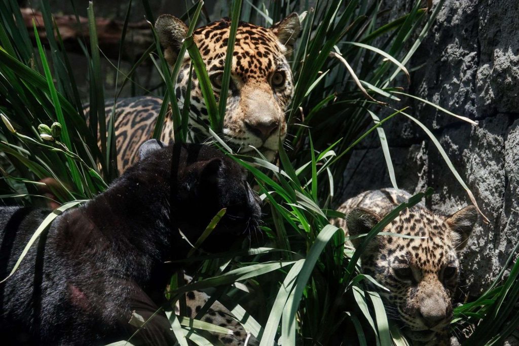 Ejército mexicano cambia estrategia para proteger la fauna en el Tren Maya