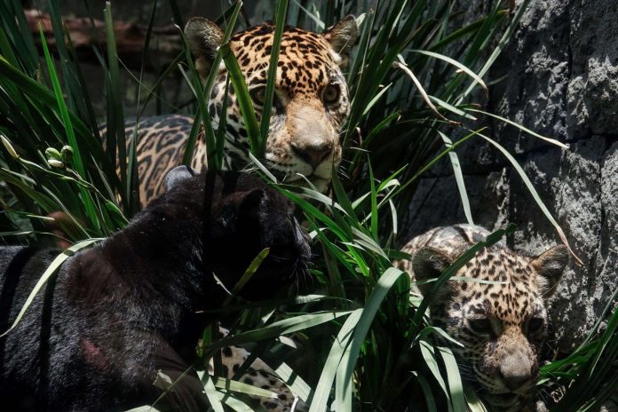 Ejército mexicano cambia estrategia para proteger la fauna en el Tren Maya Ejército mexicano cambia estrategia para proteger la fauna en el Tren Maya