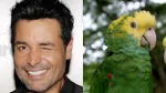 El loro fan de chayanne que desafía a su dueña por música y se vuelve viral
