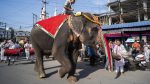 Elefante causa pánico en Devinuwara Perahera y reaviva debate sobre bienestar animal