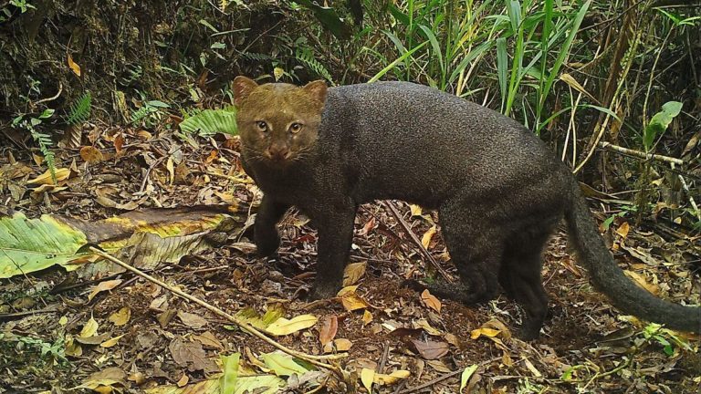 Hombre halla Yaguarundí extraviado y tierno en Santa Fe, Argentina