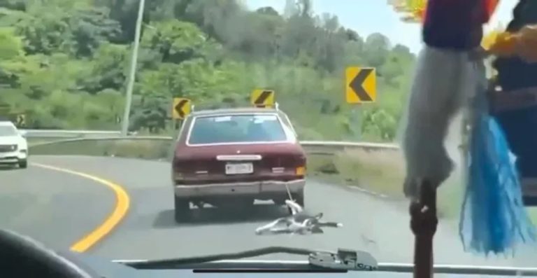 Fiscalía de Michoacán investiga caso de perrito arrastrado en carretera