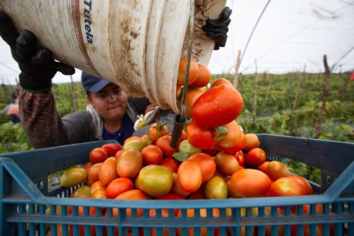 Jitomate mexicano: acuerdo de precios de exportación busca ordenar mercado