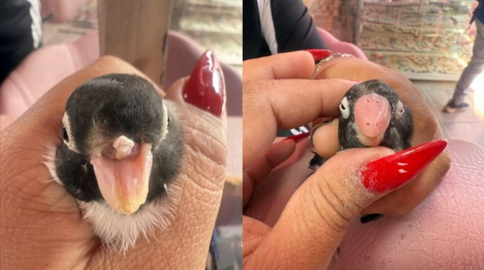 Manicurista de Veracruz elabora prótesis para ave sin pico; desata debate en redes