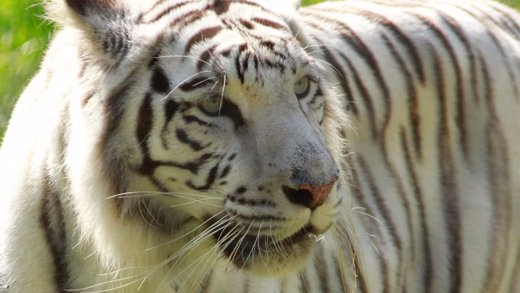Muere tigresa Indira en el Zoológico de Cali tras ataque de su hijo Kanú