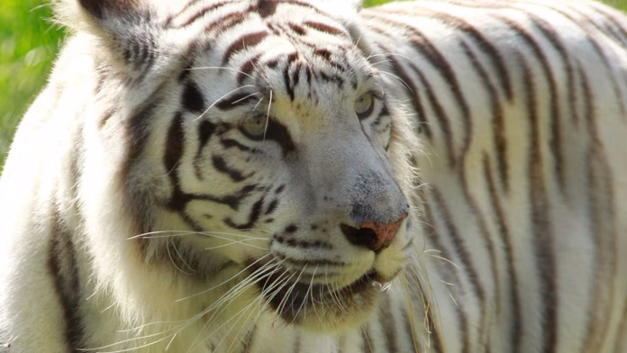 Muere tigresa Indira en el Zoológico de Cali tras ataque de su hijo Kanú Muere tigresa Indira en el Zoológico de Cali tras ataque de su hijo Kanú
