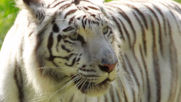 Muere tigresa Indira en el Zoológico de Cali tras ataque de su hijo Kanú