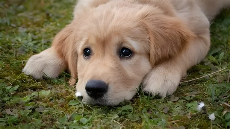 El perro "héroe" que ayudó a una tiktoker a descubrir una infidelidad