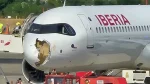 Pánico en vuelo de Iberia tras choque con buitre y aterrizaje de emergencia