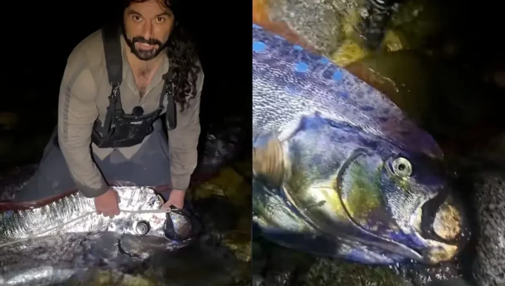 Peces remo heridos: hallazgo en Baja California Sur desata alarmas y supersticiones