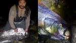 Peces remo heridos: hallazgo en Baja California Sur desata alarmas y supersticiones