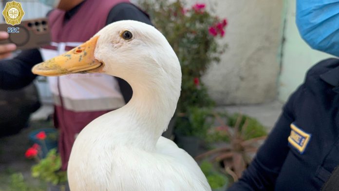 Policía de la SSC rescata a un pato asustado en incendio de fábrica en Iztacalco Policía de la SSC rescata a un pato asustado en incendio de fábrica en Iztacalco