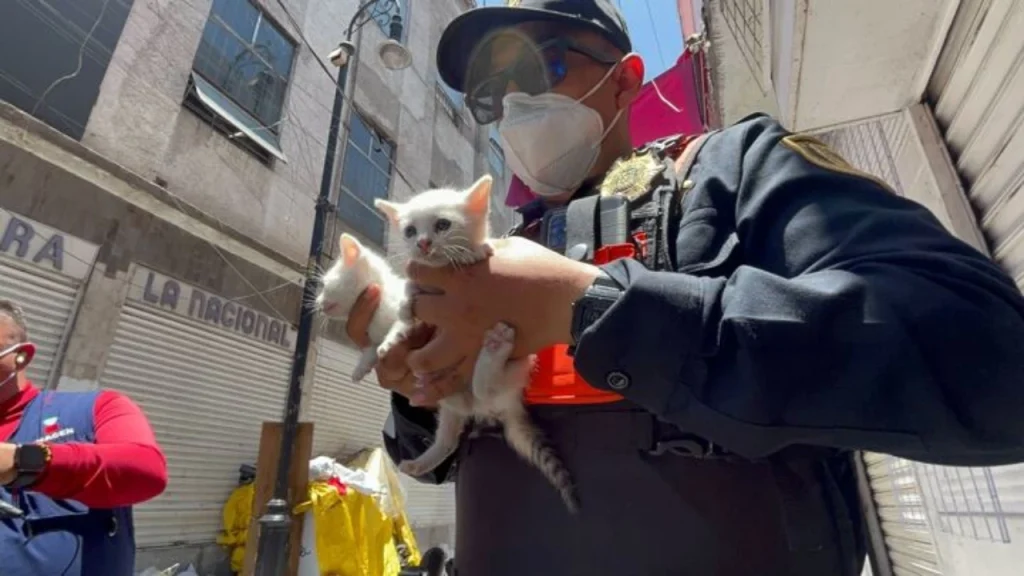 Policía rescata a gatitos de incendio en el centro de la Ciudad de México