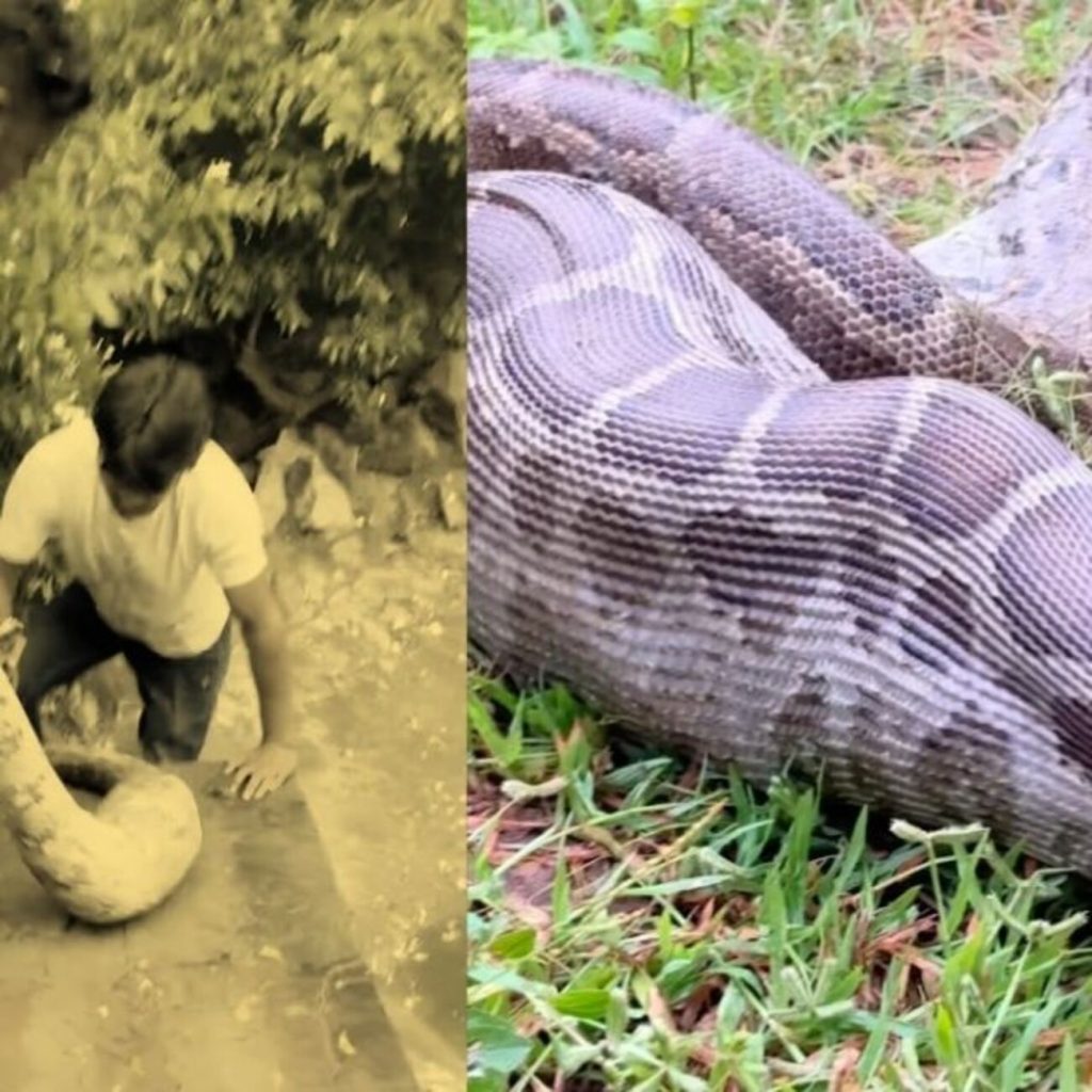 Serpiente pitón en la Universidad Indira Gandhi expulsa un pato y se hace viral