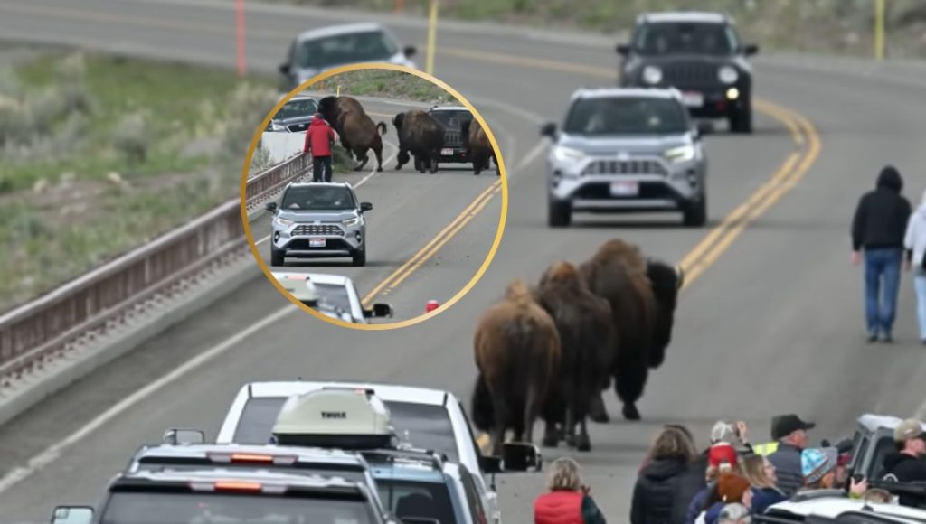 Tensión en Yellowstone: Bisontes sorprenden a turistas cerca de osos