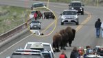 Tensión en Yellowstone: Bisontes sorprenden a turistas cerca de osos