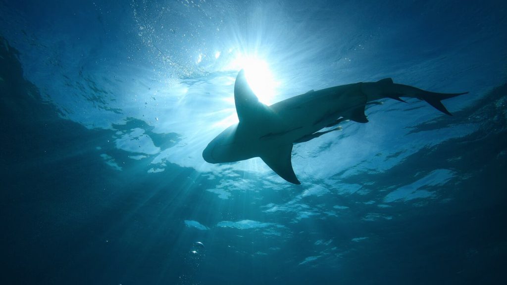 Tiburón ataca a turista en las Bahamas: Detalles del incidente y medidas preventivas