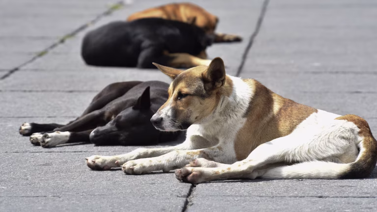 Tragedia en Badajoz: 32 perros mueren por inanición en una finca