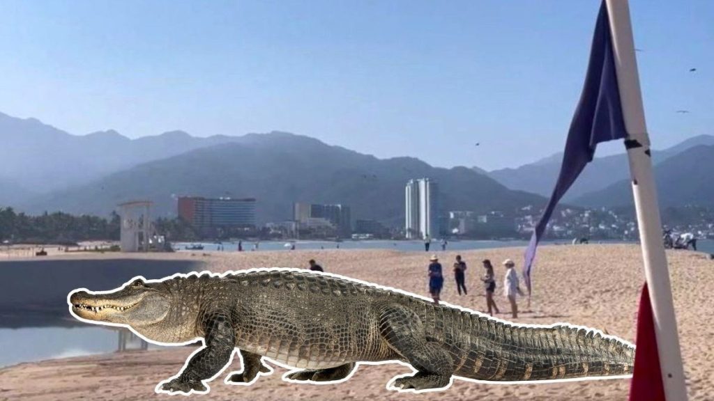 Turista evade ataque de cocodrilo en Puerto Vallarta al ignorar alertas