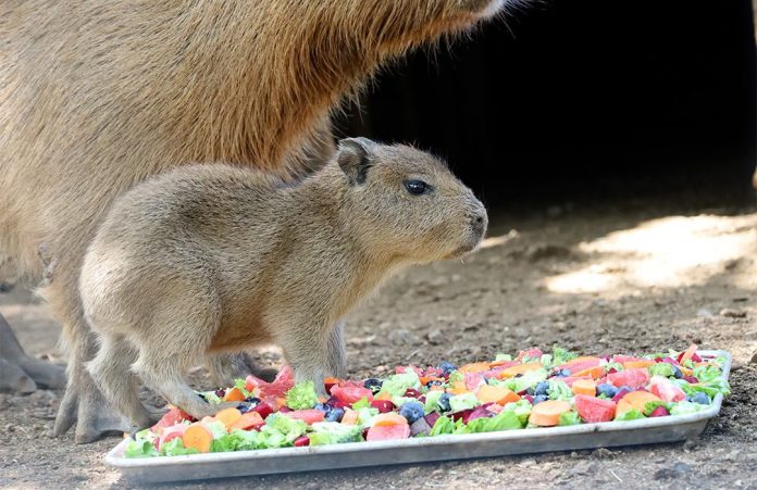 Un capibara bebé derrite corazones en el Bioparque Estrella Monterrey