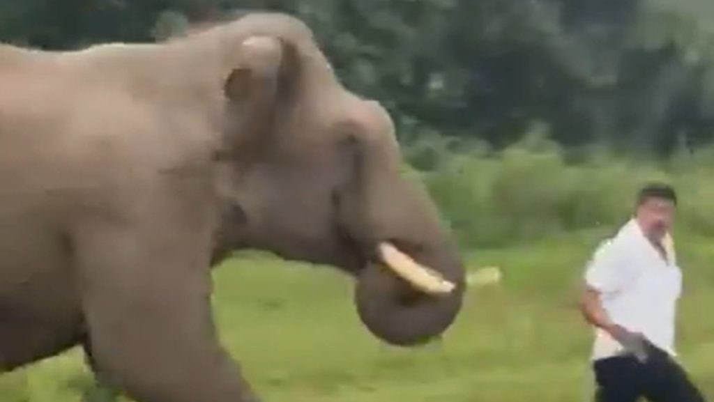 Video viral: Turista pisado por un elefante en reserva de Bandipur