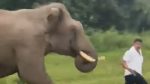 Video viral: Turista pisado por un elefante en reserva de Bandipur