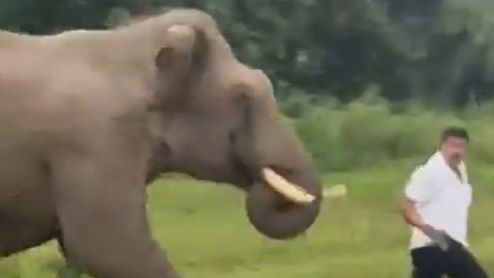 Video viral- Turista pisado por un elefante en reserva de Bandipur Video viral: Turista pisado por un elefante en reserva de Bandipur