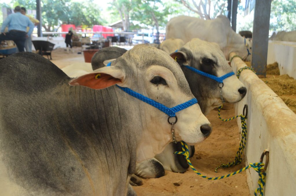 Seder fortalece la sanidad pecuaria en Yucatán contra el gusano barrenador