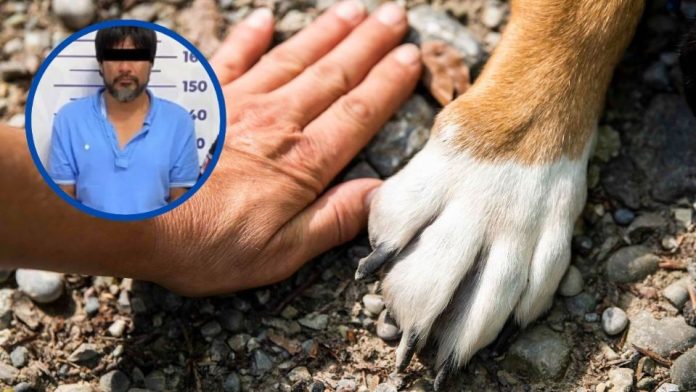 Perrita Kia es asesinada al defender a su dueña; vinculan a proceso al agresor