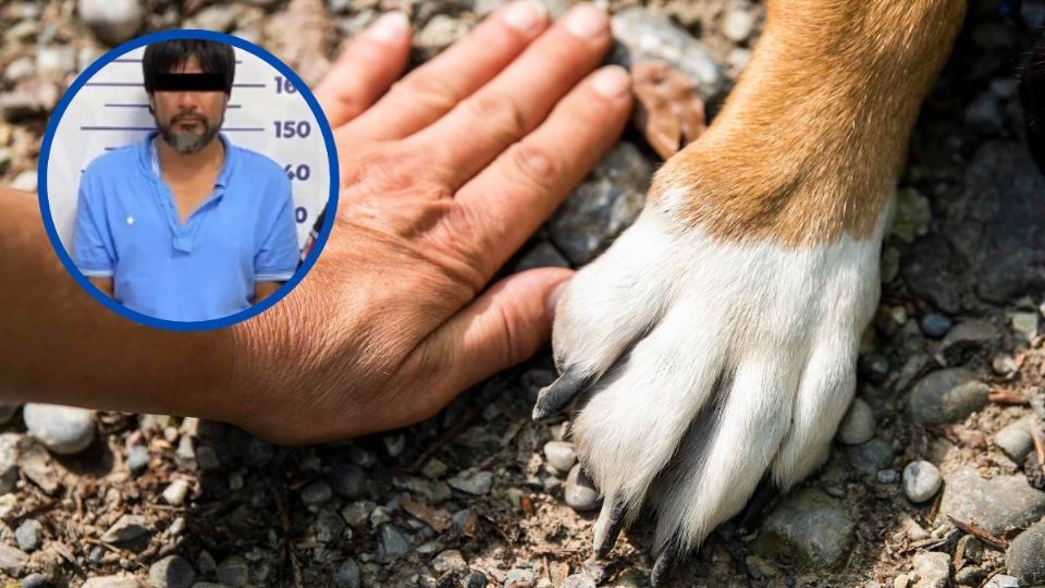 Perrita Kia es asesinada al defender a su dueña; vinculan a proceso al agresor