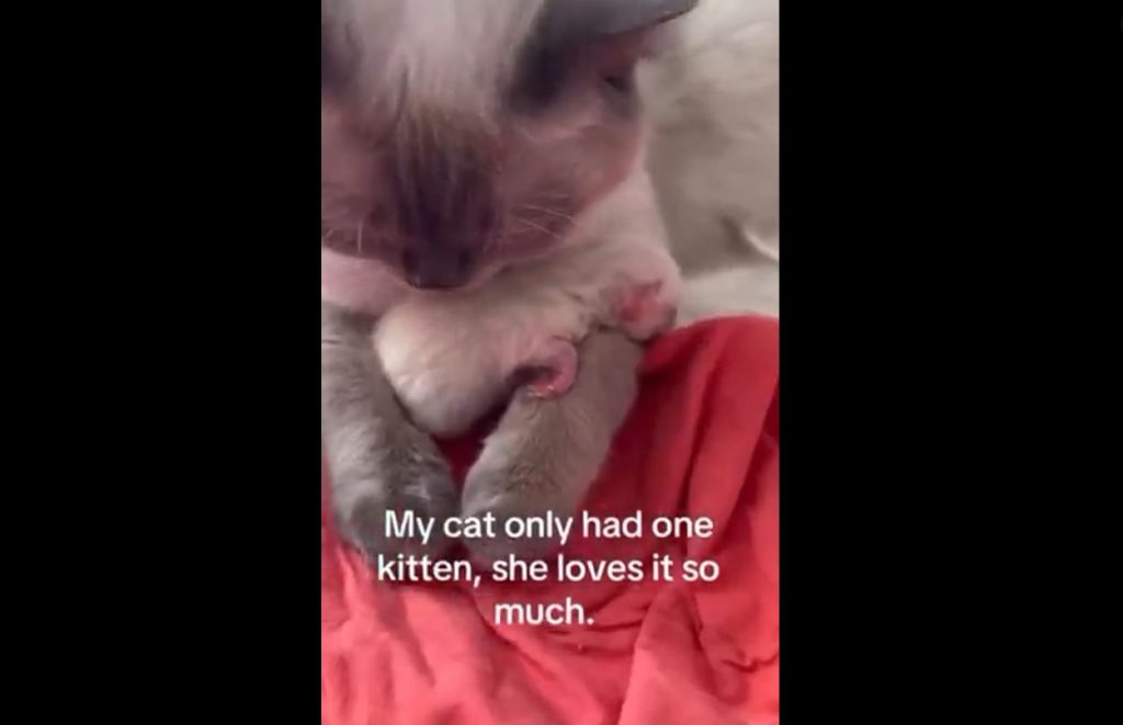 La tierna reacción de una gata al ver a su única cría se vuelve viral