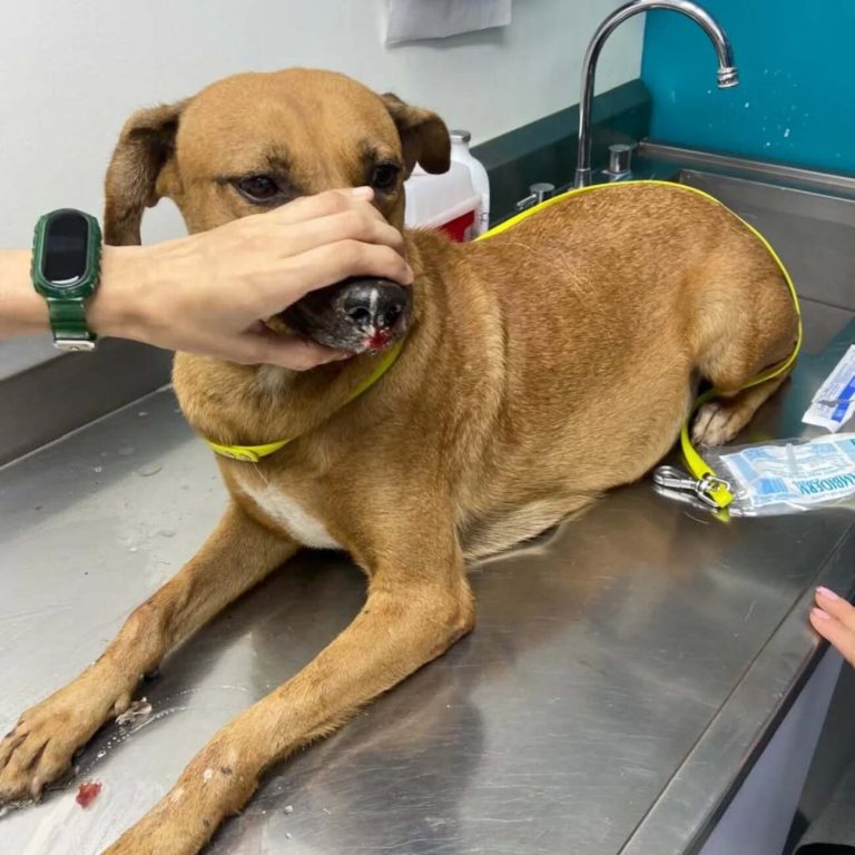 Rescate de "Maravilla": el desgarrador caso de una perrita embarazada en Culiacán