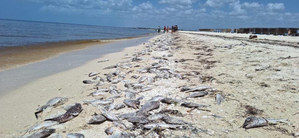 Declaran Marea Roja en la costa de Yucatán de Progreso a Celestún