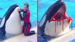 El video viral de la orca y Jessica Radcliffe: ¿ficción o realidad?