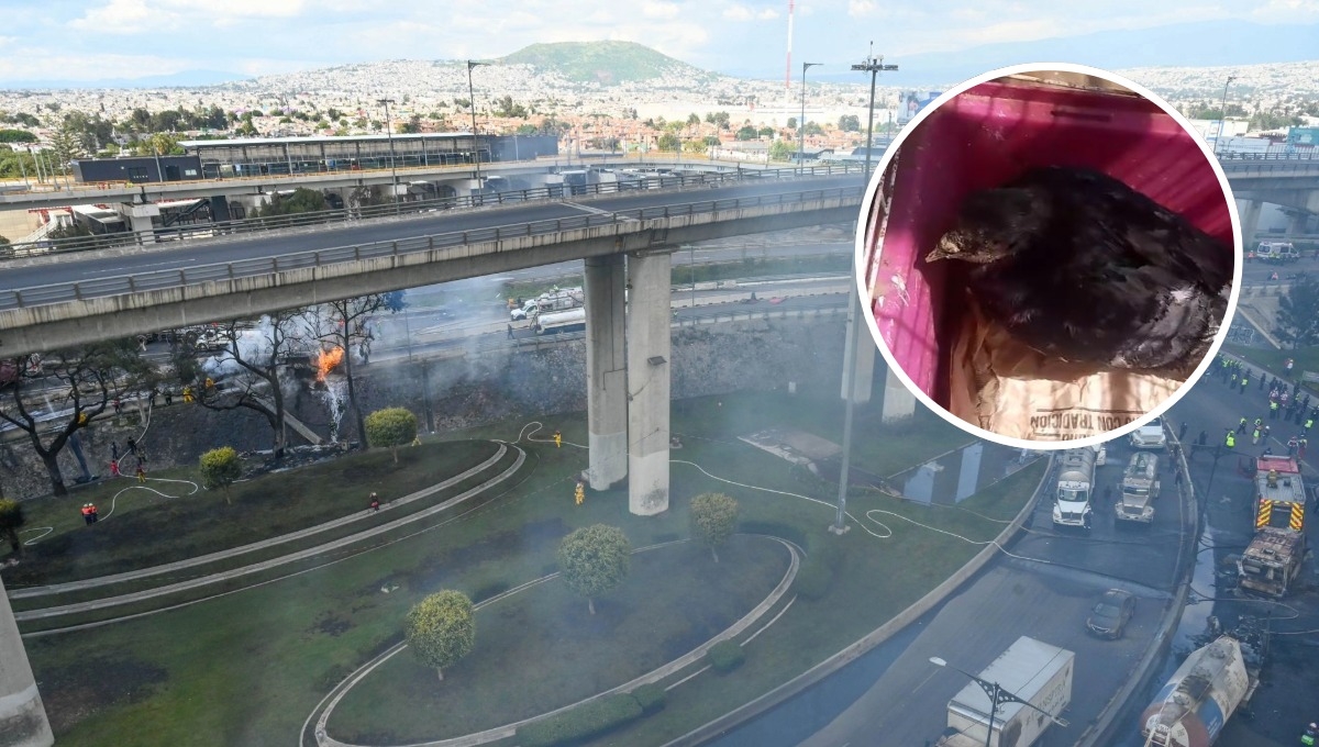 Muere “Esperancita”, paloma víctima de explosión en Iztapalapa