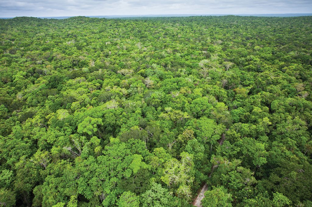 Alianza por la Gran Selva Maya: Protegiendo cultura, biodiversidad y futuro