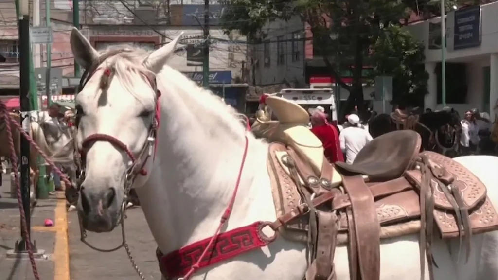 Brutal maltrato equino: Denuncian abusos en festejo patrio en CDMX