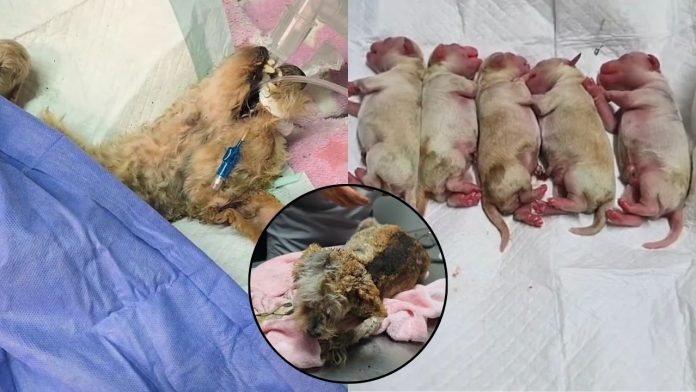 Cereza, la perrita guerrera de Iztapalapa, enfrenta una cirugía crucial tras explosión