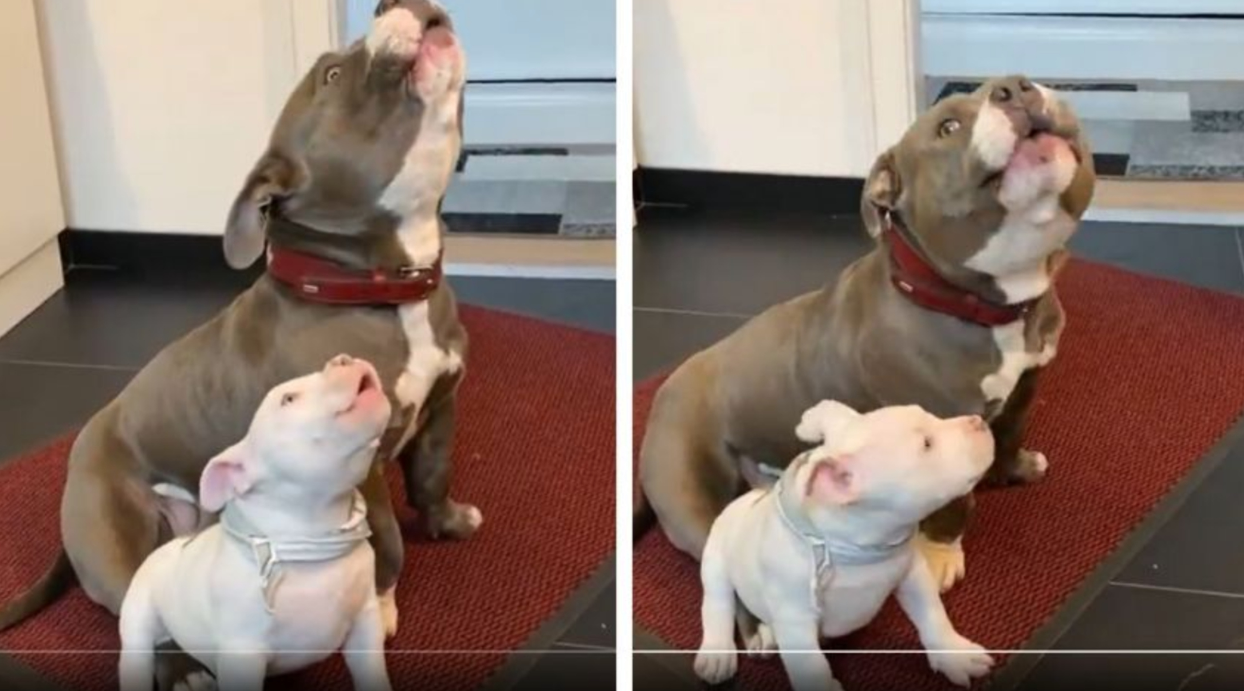 El adorable video viral de un padre perruno enseñando a aullar a su cachorro