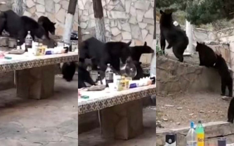 Familia de osos sorprende al invadir cabaña en Coahuila y busca comida