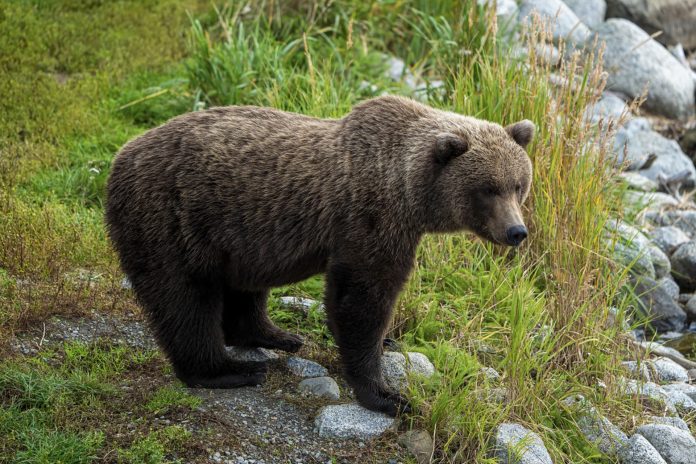 Fat Bear Week- Vota por tu oso gordo favorito en internet Fat Bear Week: Vota por tu oso gordo favorito en internet