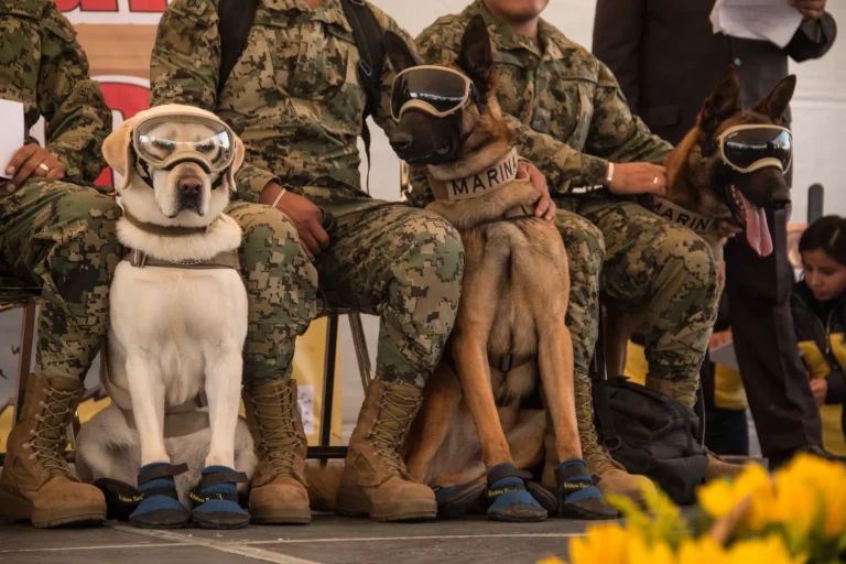 Frida, Ecko y Júpiter: El inspirador legado de los perros rescatistas de Semar