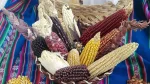 Gobierno impulsará programa para el cultivo de maíz criollo en México