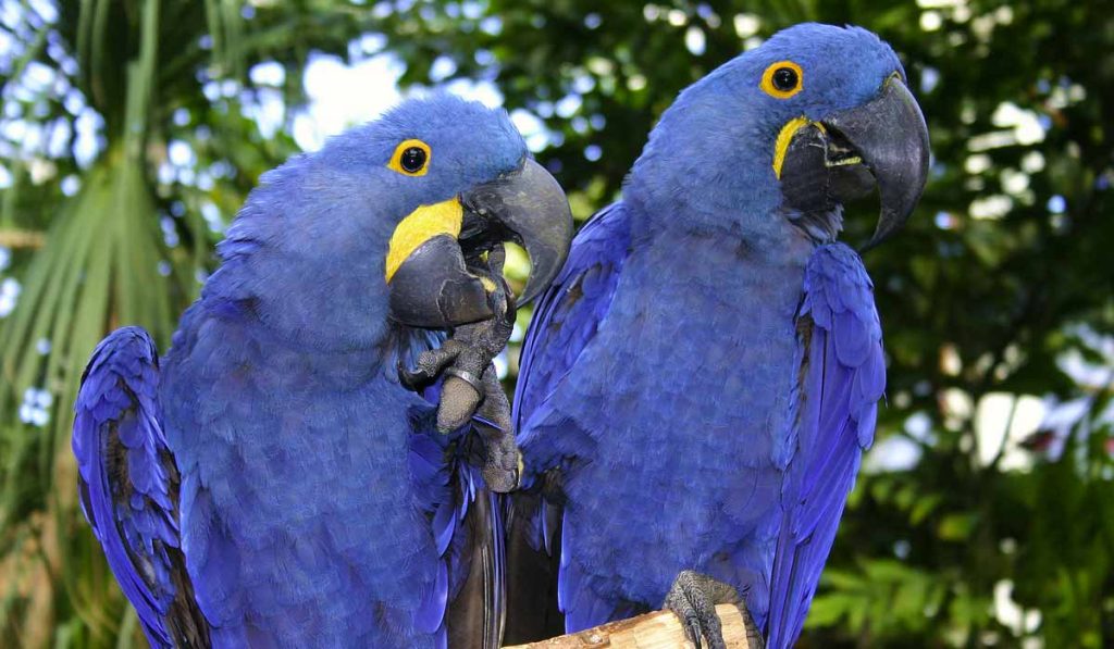 Guacamayo Azul: Un "Milagro" nace tras creerse extinto hace 25 años