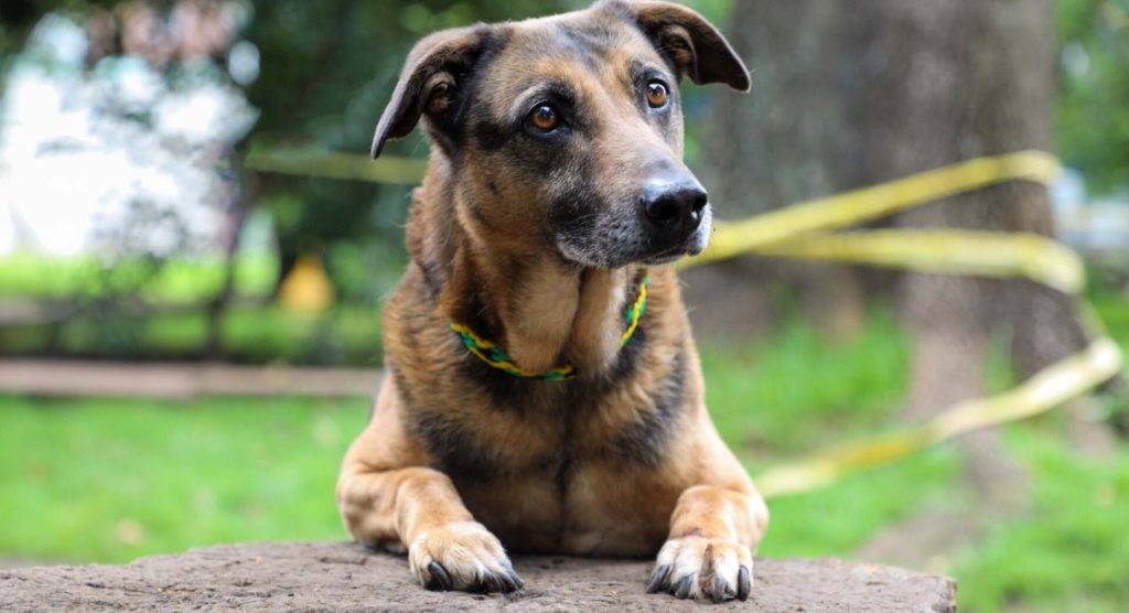 Guía rápida: Primeros auxilios para mascotas tras un sismo