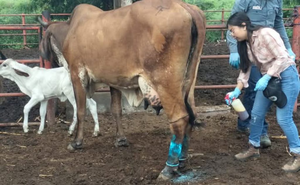 Gusano barrenador en Oaxaca: 80% de casos resueltos