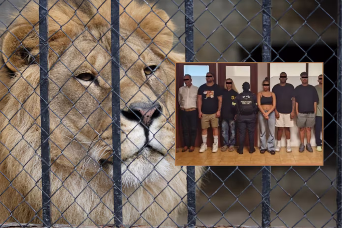 Hallan rancho de secuestro en Estado de México; rescatan leones Hallan rancho de secuestro en Estado de México; rescatan leones